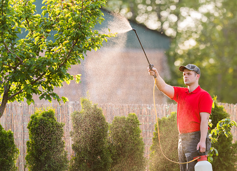 Gardener applying an insecticide fertilizer to his fruit shrubs, using a sprayer