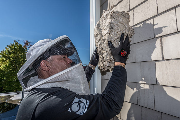 removing a hornet's nest